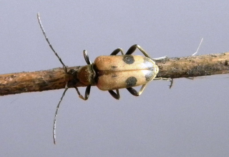 Cerambycidae: Pachytodes cerambyciformis